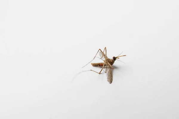 Mosquito Muerto Sobre Fondo Blanco —  Fotos de Stock