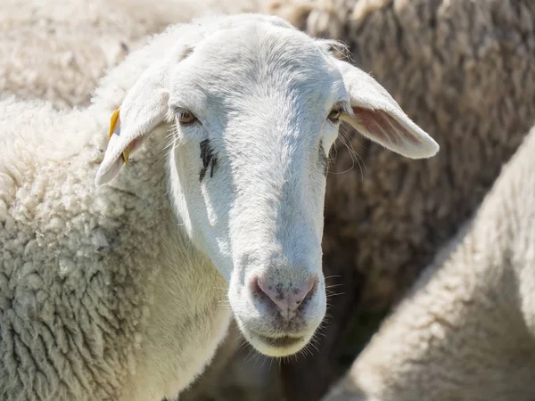 Flock Får Fält — Stockfoto