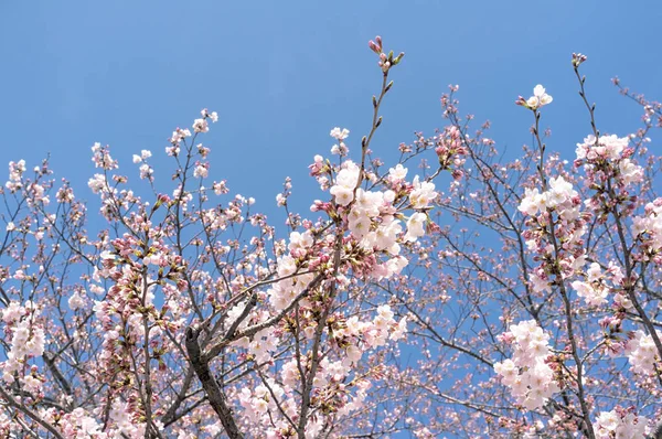Цвіт Сакури Токіо — стокове фото