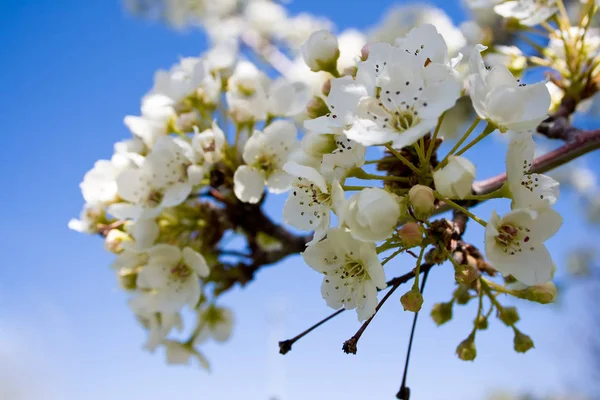 Apple Trees Blossoms Set Clear Blue Spring Sky — Stock Photo, Image