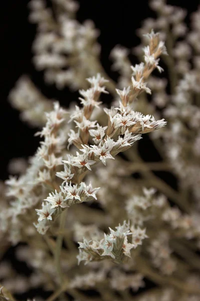 Cerca Una Flor Blanca — Foto de Stock