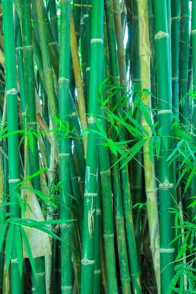 Tonos Verdes Frescos Contrastantes Denso Bosque Bambú —  Fotos de Stock