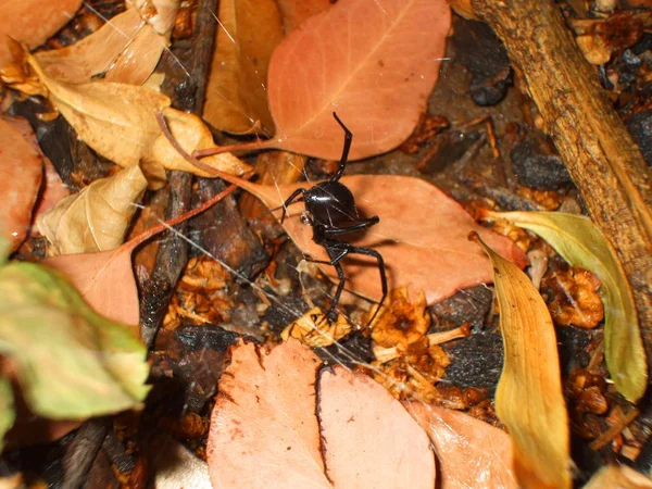 Black widow spider close up.