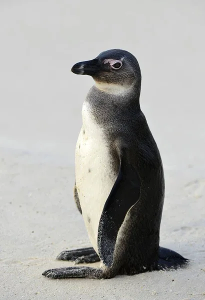 Jovem Pinguim Africano Spheniscus Demersus Praia África Sul — Fotografia de Stock