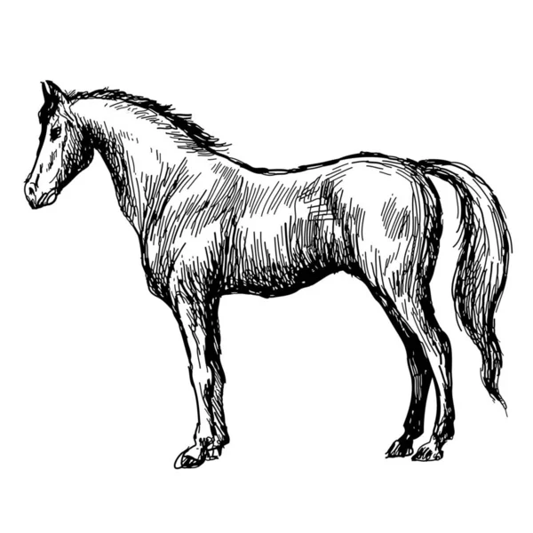 Schizzo Mano Libera Illustrazione Cavallo Scarabocchio Disegnato Mano — Foto Stock