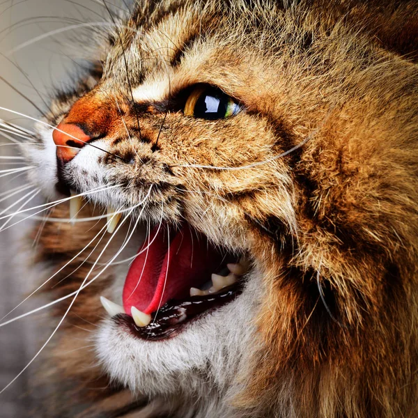 Portrait of angry hissing Siberian cat showing teeth
