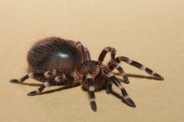 Araña Pájaro Cerca —  Fotos de Stock