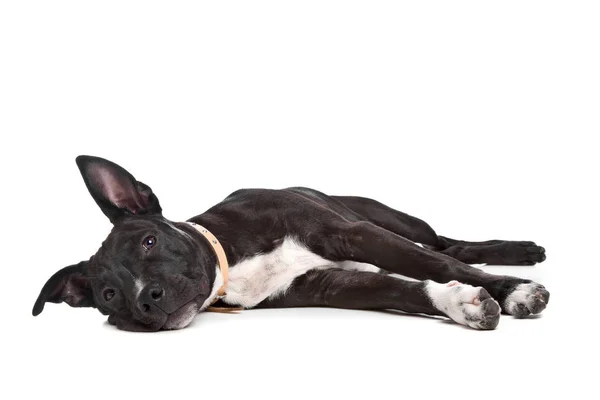 American Staffordshire Terrier Valp Framför Vita — Stockfoto