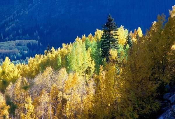 가을의 색채숲 — 스톡 사진