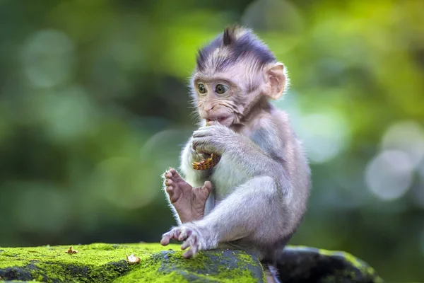 Little Baby Monkey Monkey Forest Ubud Bali Indonesia — Stock Photo, Image