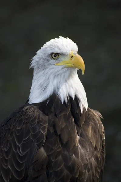 Gran Águila Polonia Europa Del Este —  Fotos de Stock