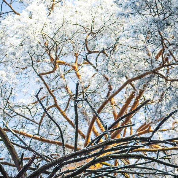 Viejo Árbol Grande Sobre Fondo Color Con Cielo Azul — Foto de Stock