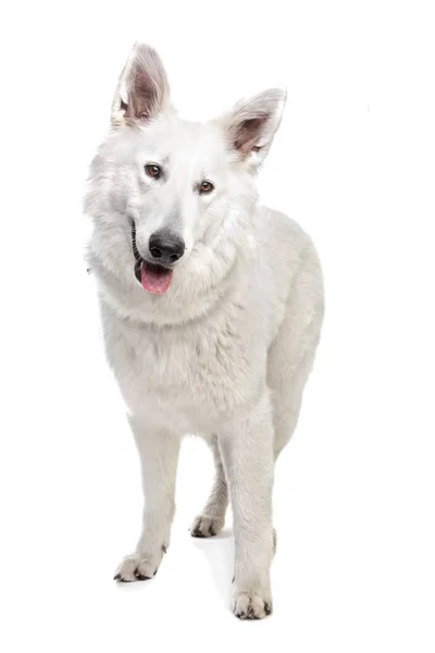 Witte Zwitserse Herder Voor Een Witte Achtergrond — Stockfoto