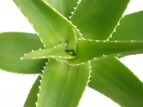 Aloe Vera Από Κοντά Άσπρο Φόντο — Φωτογραφία Αρχείου