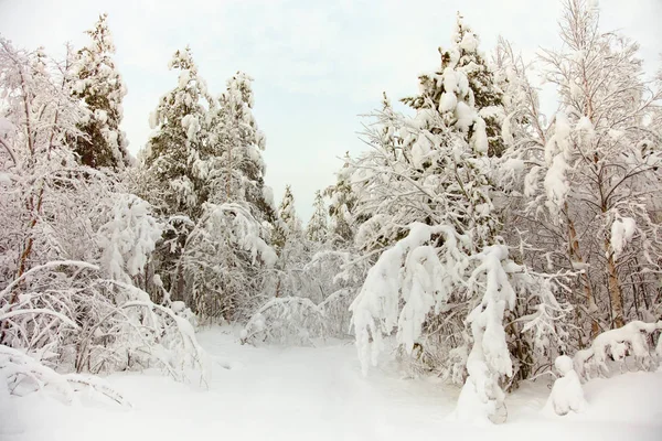 Los Bosques Del Norte Congelados Nieve — Foto de Stock