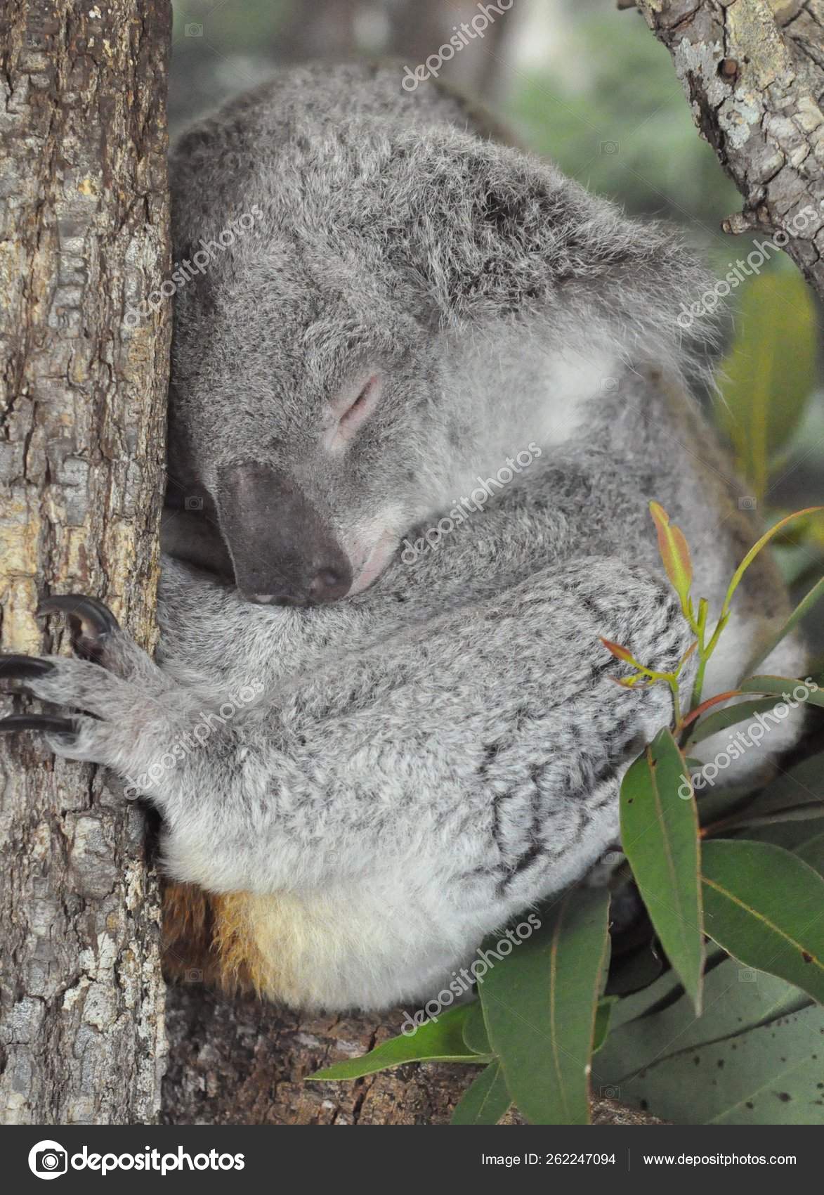 眠っているコアラの写真 ストック写真 C Yayimages