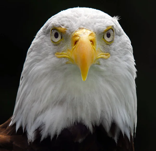 Портрет Величної Американської Лисий Орел Птах Молитви — стокове фото