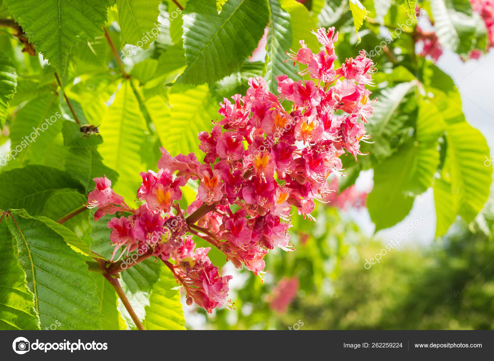 Inflorescence Red Horse Chestnut Background Leaves Closeup Stock Photo