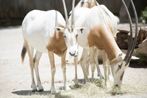 Members of a scimitar oryx (Oryx dammah) herd grazing on hay