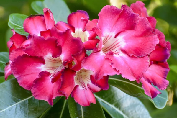 Desert Rose Een Helder Gekleurde Bloemen Woestijn Rozen Zijn Thaise — Stockfoto