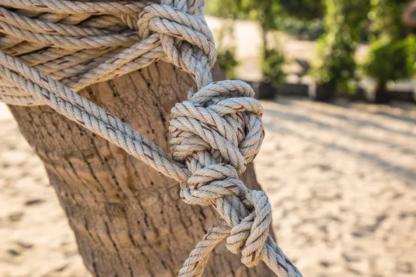 Rope tied knot adjacent coconut trees