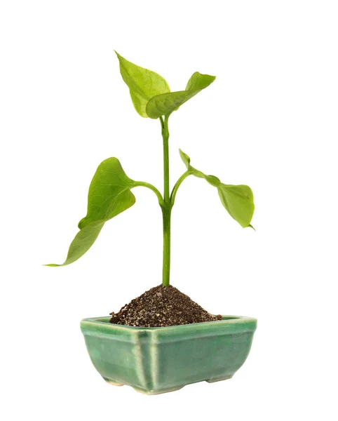 Grön Spira Den Keramiska Blomkrukan Den Vita Bakgrunden Isolerad — Stockfoto