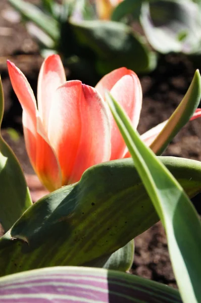 Fényes Tulipánok Városi Parkban — Stock Fotó