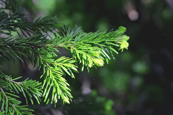 Nuevos Pines Verdes Las Ramas Abeto — Foto de Stock