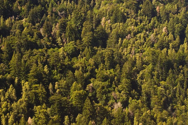 Redwoods Vivos Mortos Misturados Perto Big Sur Califórnia — Fotografia de Stock