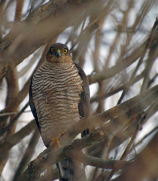 A bird sitting on the branches of a tree