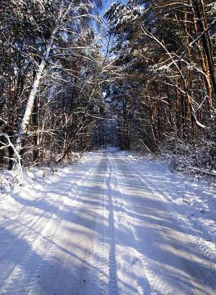 Gebruikelijke Weg Die Door Het Bos Loopt Winterseizoen — Stockfoto