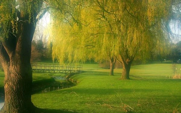 Willow Träd Vid Floden Michigan Park — Stockfoto