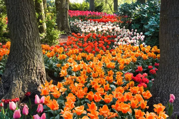 Путь Разноцветных Оранжевых Красных Белых Тюльпанов Деревьями Весной — стоковое фото
