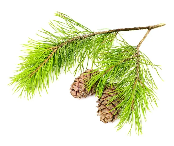 Cedar Branch Two Cedar Cones White — Stock Photo, Image