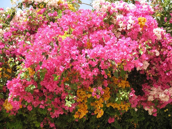 Krásné Květiny Tropické Zahradě — Stock fotografie