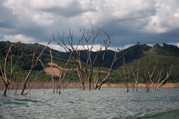 Foresta Balahala Yala Thailandia Foresta Balahala Foresta Più Perfettamente Nel — Foto Stock