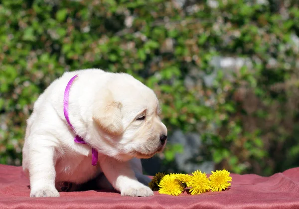 Filhote Cachorro Labrador Amarelo Feliz Recém Nascido Primavera Com Dentes — Fotografia de Stock