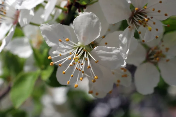 Закрыть Фруктовые Цветы Ранней Весной — стоковое фото