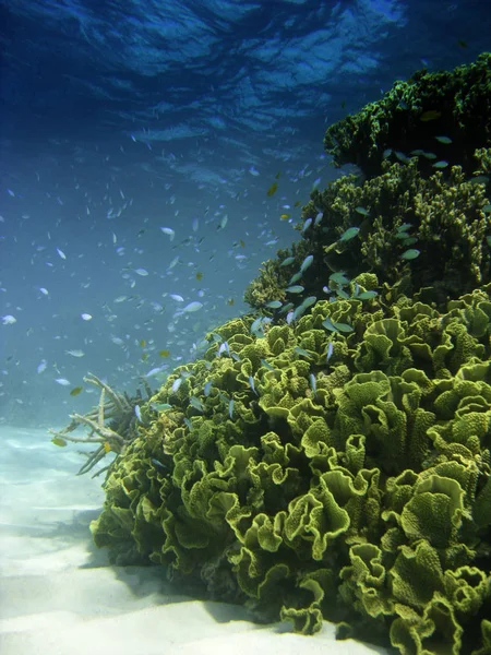 Підводний Сцені Великого Бар Єрного Рифу Квінсленді Австралія — стокове фото