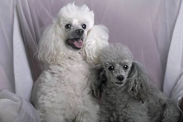 Retrato Horizontal Cerca Caniche Blanco Miniatura Caniche Juguete Gris Contra — Foto de Stock