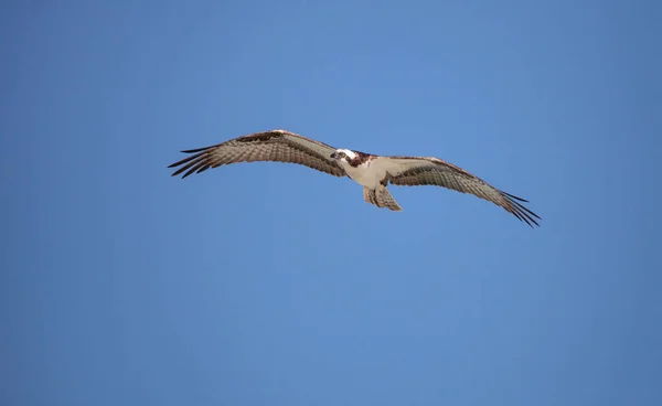 Osprey Ave Presa Pandion Haliaetus Volando Través Cielo Azul Sobre — Foto de Stock