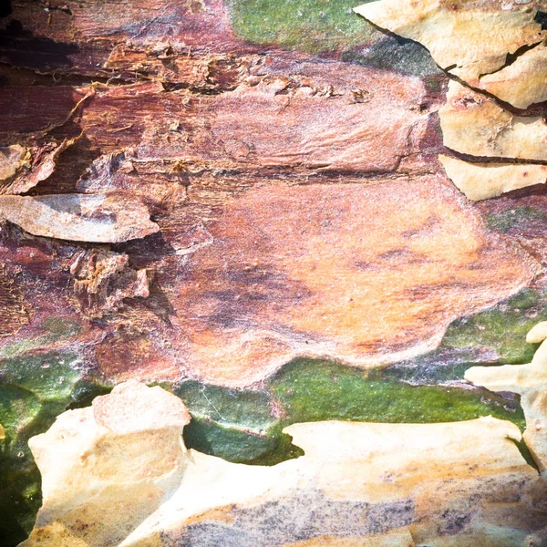 Textura Madera Vieja Para Fondo Serie Naturaleza —  Fotos de Stock