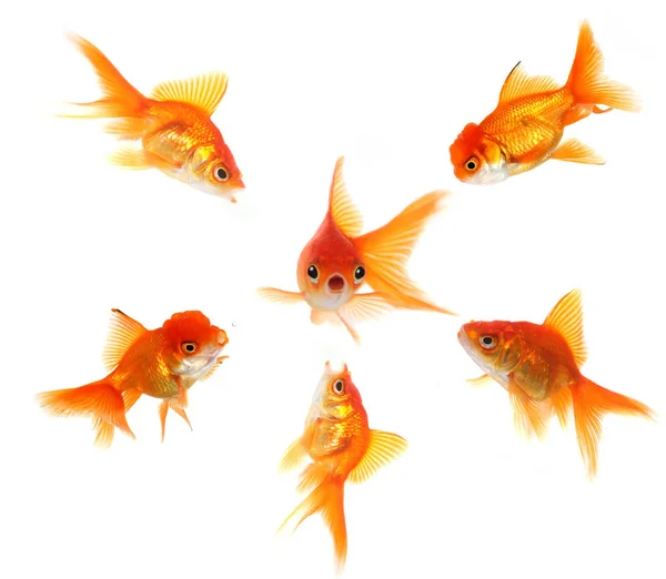 Angry Goldfish Ganging Upp Peer Konceptet Illustrerar Tryck Chock Eller — Stockfoto