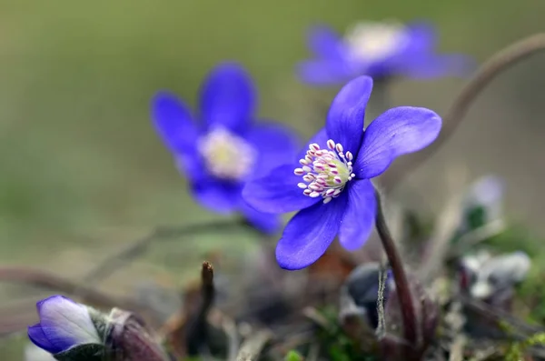 Makro Zdjęcie Wiosennego Kwiatu — Zdjęcie stockowe
