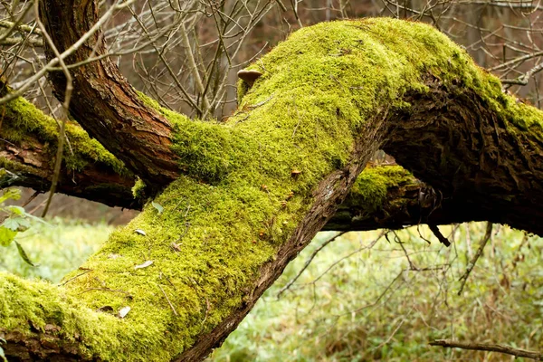 Bright Green Moss Bryophytes Trunchiuri Copac — Fotografie, imagine de stoc