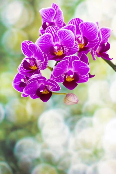 Orquídea Rosa Bonita Phalaenopsis — Fotografia de Stock