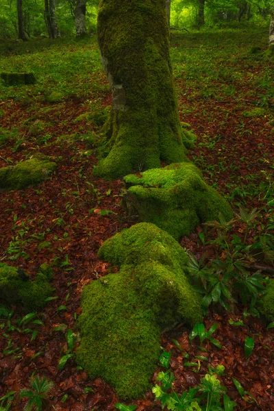 Grön Mossa Skogen — Stockfoto
