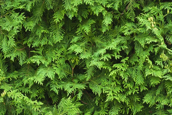 Closeup Branch Cypress Garden — Stock Photo, Image