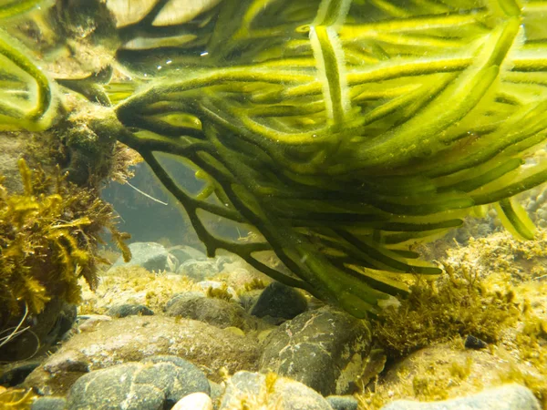 Підводний Знімок Глибоких Зелених Водоростей Прикріплених Скелі Мілководді Припливного Басейну — стокове фото