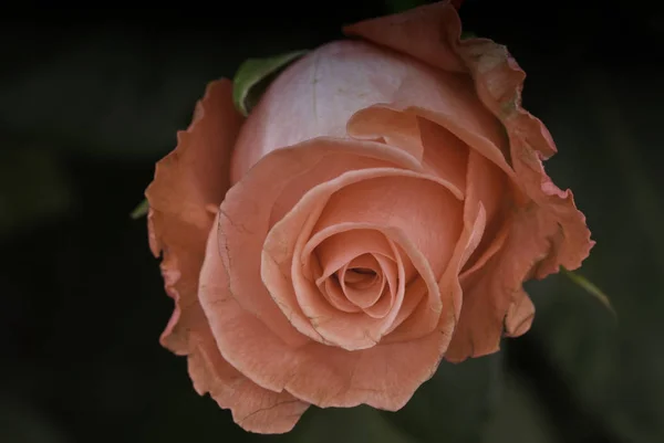 Rosa Roja Jardín Toscano Italia — Foto de Stock